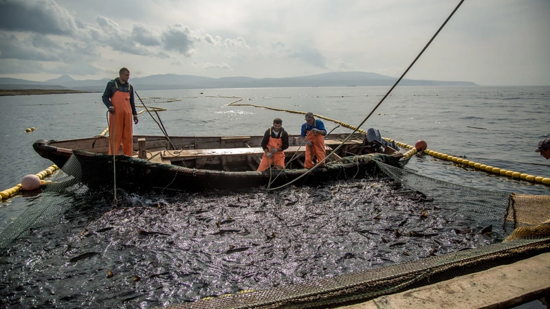 Названы сроки лососевой путины на Сахалине и Курилах