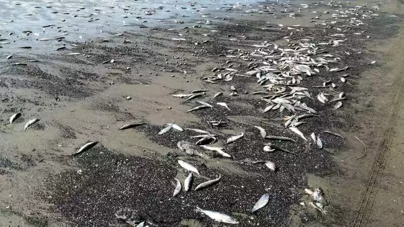 Корюшка массово выбросилась на берег в Поронайске