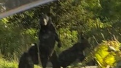 Три медведя преградили путь дачникам на юге Сахалина