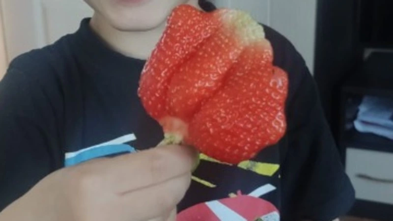 Сахалинка в середине июня собрала урожай огромной клубники