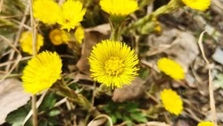 «Стоит ждать тепла»: мать-и-мачеха расцвела в Южно-Сахалинске