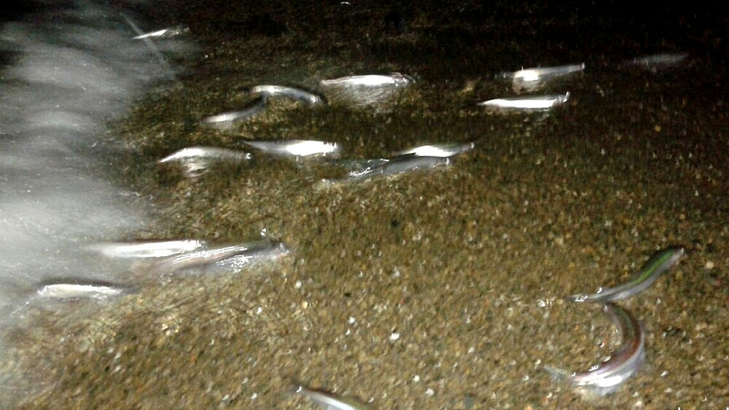 В Углегорске снова собирают вёдрами мойву