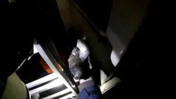 Спасатели Сахалина показали на видео спасение голубя с третьего этажа здания