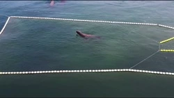 Сахалинский блогер показал сивучей, которые приплыли на обед к побережью Сахалина