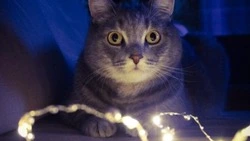 Поселок и планировочный район Южно-Сахалинска останутся без света 1 декабря