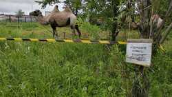 Верблюды, разгуливающие по сахалинскому поселку, вызвали у жителей восторг