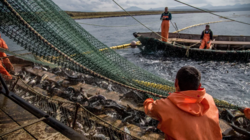 Срок вылова красной рыбы на Сахалине сократили на месяц. Под ограничение попал северо-запад