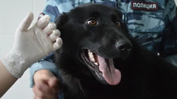 В аэропорту Охи хвостатые сотрудники съедают 180 банок тушенки в месяц