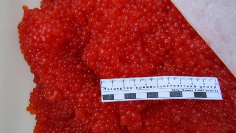 Дело о массовой скупке браконьерской икры и рыбы на Сахалине передано в суд