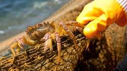 Япония надеется продолжить добычу морских биоресурсов у Южных Курил