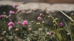 Штиль и до +22 градусов: прогноз погоды в Южно-Сахалинске 15 сентября 