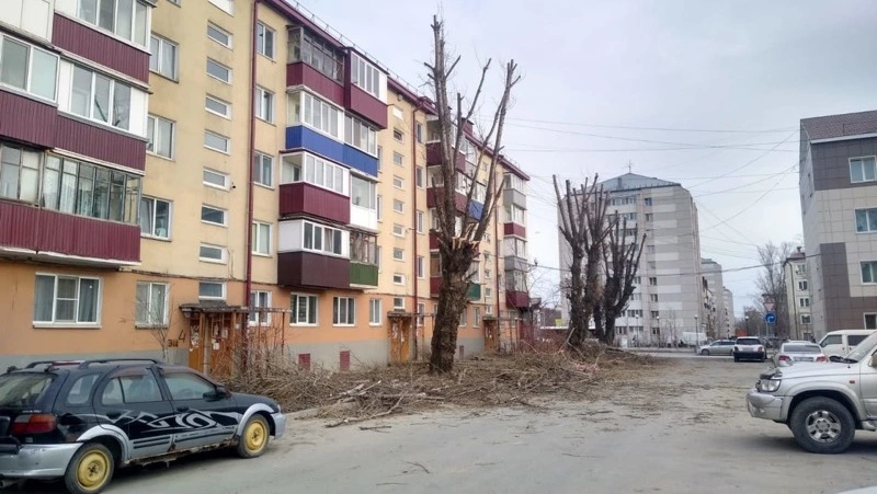 «Варварски обрезали»: жители Южно-Сахалинска пожаловались на голые стволы деревьев
