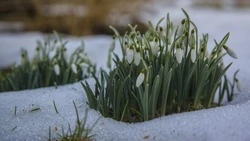 Облачность с прояснениями и осадки спрогнозировали на 31 марта в Сахалинской области