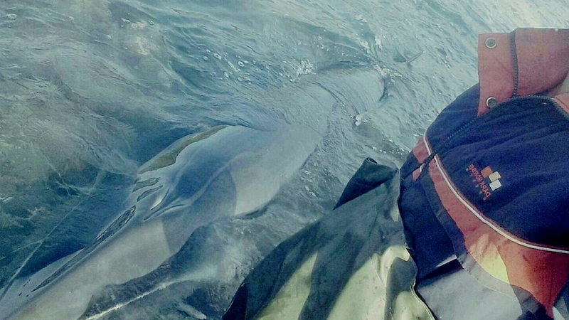 Сахалинские рыбаки сообщили о гибели «заблудившегося» в порту кита