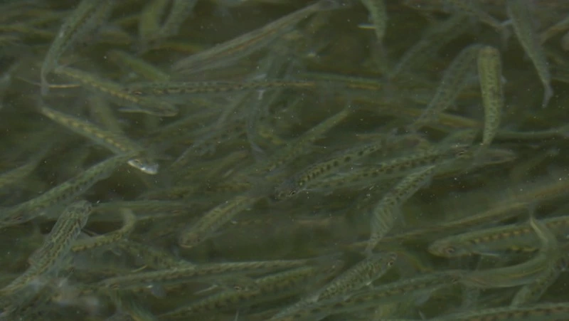 Семь миллионов мальков кеты выпустили в реки Холмского округа, среди них редкие альбиносы