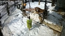 Сахалинский зоопарк показал один день из жизни амурского тигра