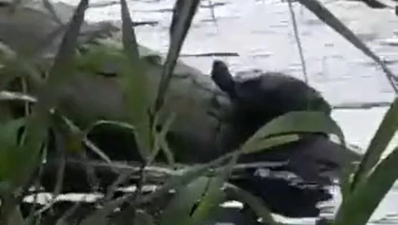 «Черепахи вместо горбуши»: рыбак на Сахалине поделился необычным уловом