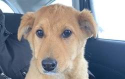 «Как можно нацепить на шею леску?»: на Сахалине спасли замерзающего щенка