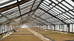  Минвостокразвития объявило отбор инвестиционных проектов по созданию теплиц в ДФО