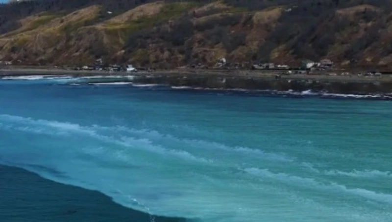 «Вода побелела»: тихоокеанская сельдь массово подошла к берегу в Холмском районе