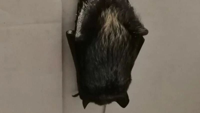 «Зеленый Сахалин» спас краснокнижную летучую мышь с раной на крыле