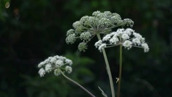 Ядовитый борщевик захватывает земли на Сахалине: чем лечить ожоги