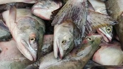 Кета перераспределена по просьбе северо-курильских рыбаков