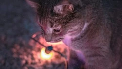 Психиатрическая больница и часть Южно-Сахалинска остались без света 25 августа