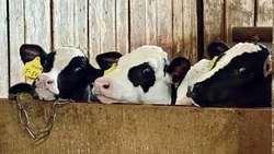 Сахалинские сельхозпредприятия в тройке лидеров по молочной продуктивности коров в ДФО