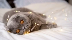 Электричество отключат на восьми улицах Южно-Сахалинска 5 февраля