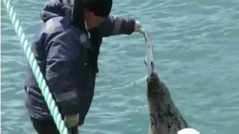 Ларги-попрошайки клянчат рыбу на путине. Видео