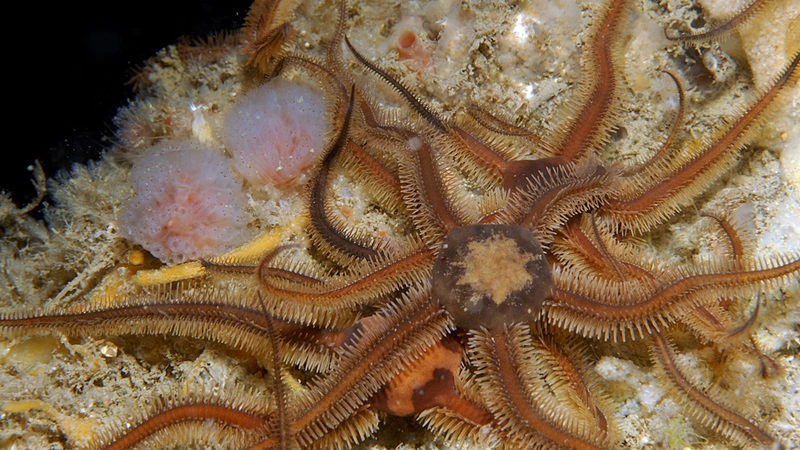 Сахалинские рыбаки поделились видео с неприятным морским чудищем, напоминающим змею