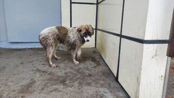 Щенка с оторванной лапой спасли железнодорожники в Поронайске 