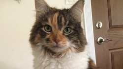 «Она сказала "окей"»: говорящая кошка удивила пользователей сети