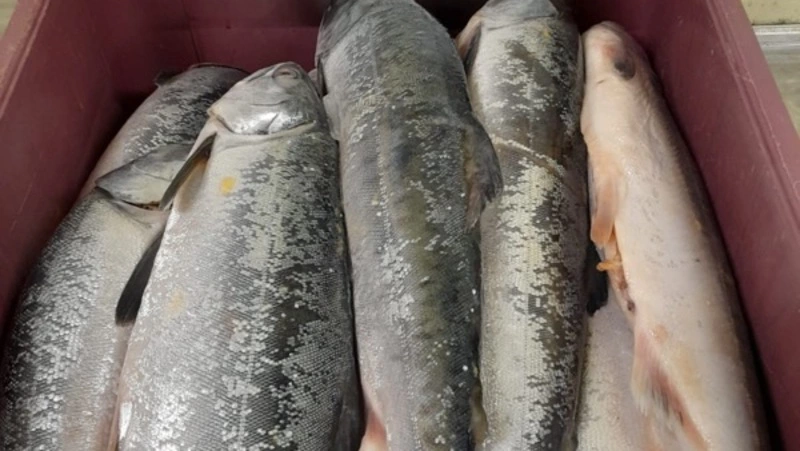 Горбушу по 90 рублей за килограмм предложили жителям Итурупа 28 августа