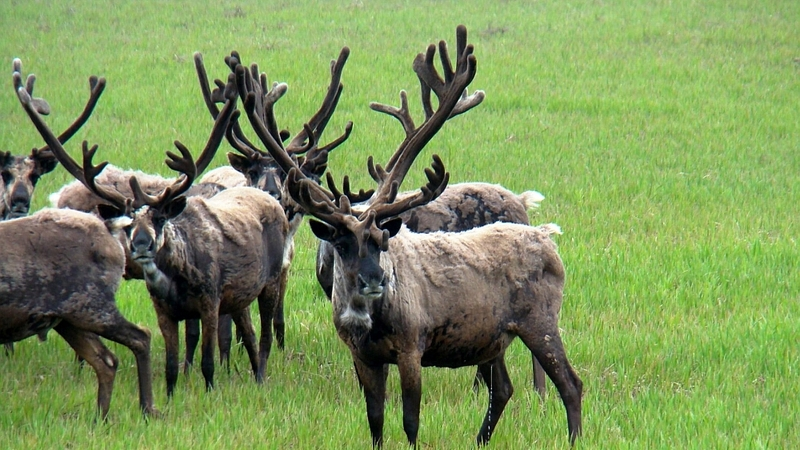 На острове Шумшу оленей загрызли собаки