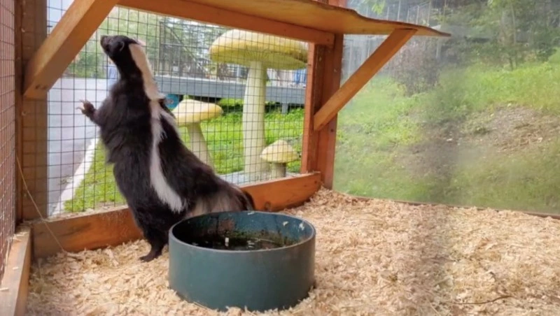 Скунсы Сахалинского зоопарка покрасовались перед посетителями