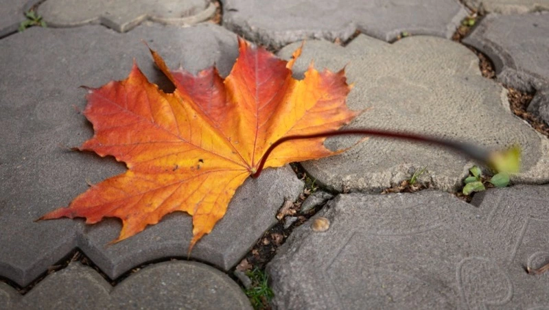 Небольшой дождь пройдет в Южно-Сахалинске 22 октября