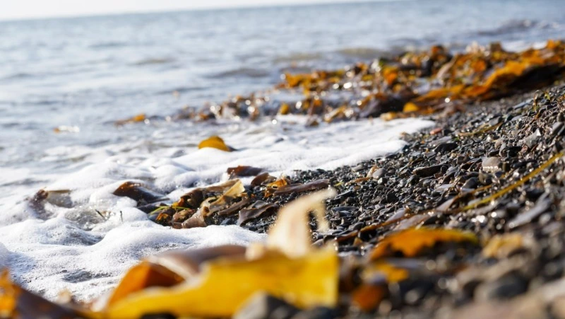 Новый центр по изучению биоразнообразия акватории ДВ появится в СахалинТесh