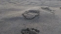 Толстый медведь разворотил мусорный бак на Курилах