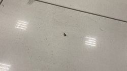 Фудкорт самого крупного торгового центра в Южно-Сахалинске обживают тараканы