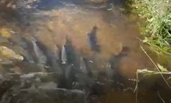 «Побольше бы таких мест»: сахалинцы обнаружили кетовое джакузи