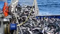 Рыбаки потеряли 23 миллиона из-за конфликта в Томари