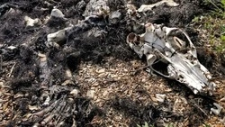 Останки мертвого медведя нашли на юге Сахалина