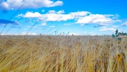 Россияне не подали ни одной заявки на украинскую визу с 1 июля