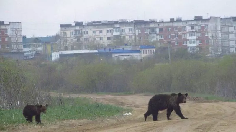 На улицах Охи с утра спокойно разгуливают медведи
