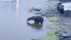 Морской котик с Охотского побережья вернулся в море после восстановления