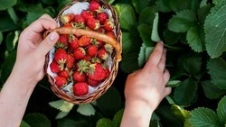 Сладкие месяцы на Сахалине