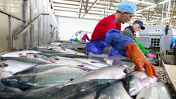 Более 35 тонн свежевыловленной доступной рыбы реализовали в Южно-Сахалинске в 2021 году