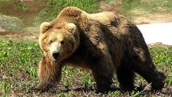 Сезон охоты на бурого медведя откроют с 10 августа на Сахалине и Курилах